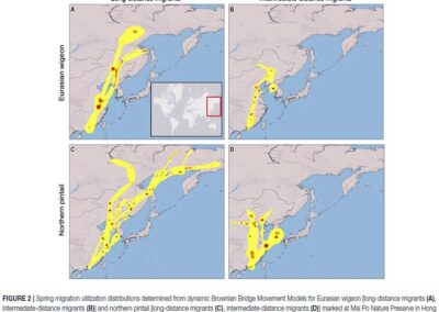 Sullivan et al. 2018. Frontiers Ecol Evol Hong Kong ducks spring migration East Asian Australasian Flyway